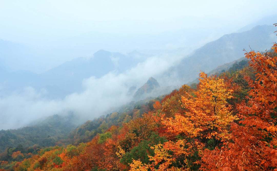 漫山红叶.jpg