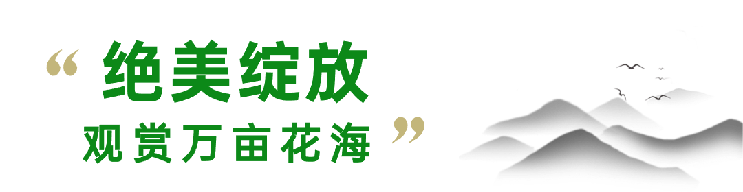 透明1.png