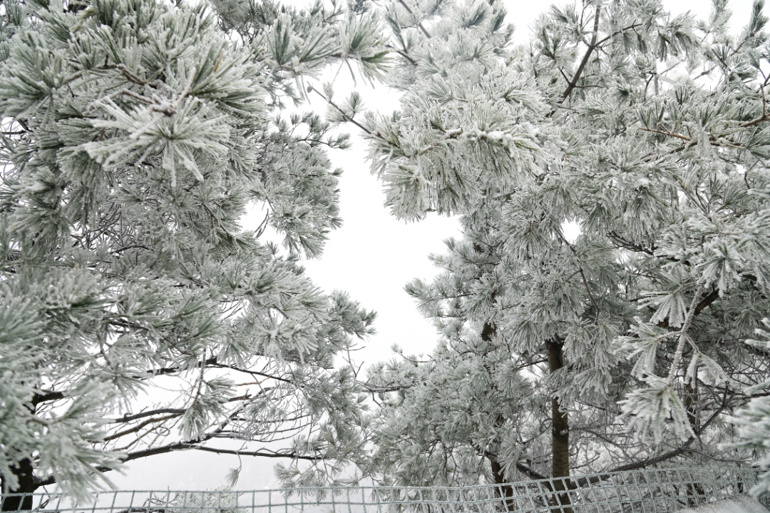 中原雪乡 (3 - 10).jpg
