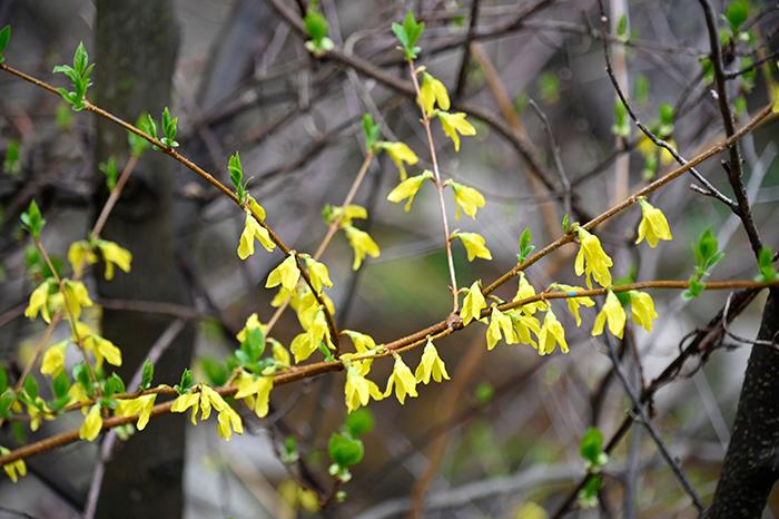 莫笑野花无客赏，幽香清绝古今才