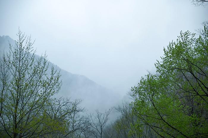 今日谷雨|春走，不留！夏至，静候！