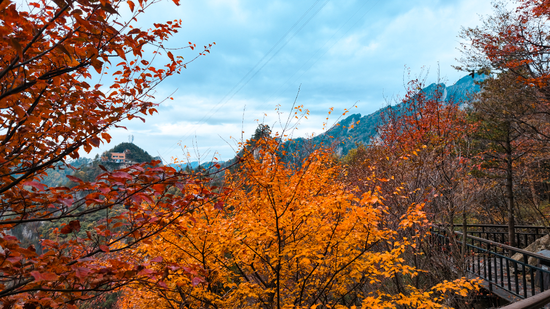 南阳市-西峡县-老界岭景区 (39).jpg 20261011-DJI_20261011140638_0499_D.jpg